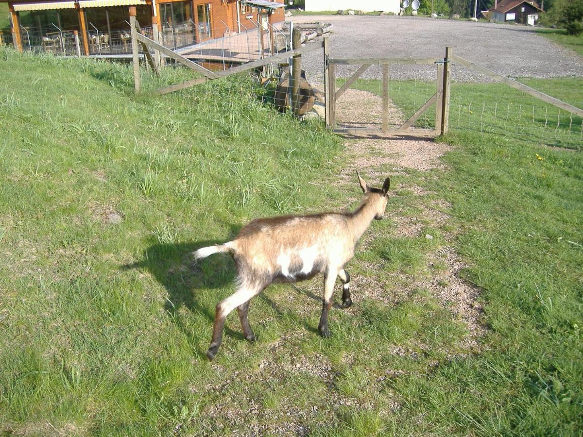 Les Gites De La Bergerie Xonrupt-Longemer Zewnętrze zdjęcie